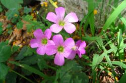 Types d'oxalis (oxalis). Description des variétés et types d'acide, photo