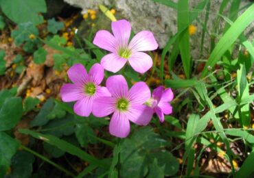 Types d'oxalis (oxalis). Description des variétés et types d'acide, photo