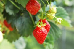 Nourrir les fraises au printemps, en été et en automne