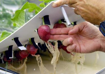 La culture hydroponique à la maison. Cultiver des plantes à l'aide de la culture hydroponique