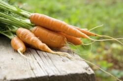 Les variétés de carottes les plus sucrées pour les aliments pour bébés