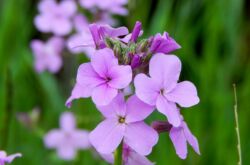 Fête de Matrona ou Night violet (Hesperis). Cultiver et prendre soin. Plantation et sélection