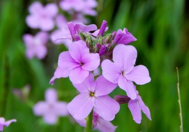 Fête de Matrona ou Night violet (Hesperis). Cultiver et prendre soin. Plantation et sélection