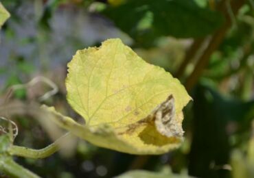 Que faire si les feuilles de concombre jaunissent