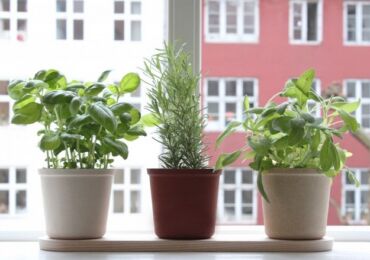 Légumes sur le rebord de la fenêtre. Règles de base pour la culture et les soins