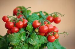 Tomates cerises sur le rebord de la fenêtre. Cultiver et prendre soin de la maison. Plantation et sélection