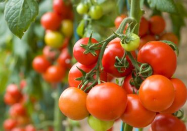 Cultiver des plants de tomates (tomates): temps de semis et conditions de température optimales