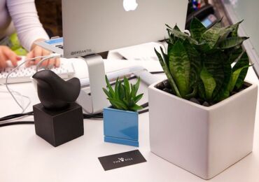 Entretien des plantes pour le bureau