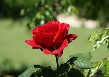 Des roses. Cultiver et prendre soin des roses. Plantation et sélection