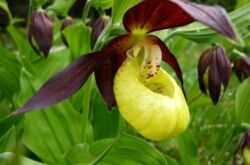 Pantoufle de dame. Paphiopedilum. Grandir et prendre soin à la maison