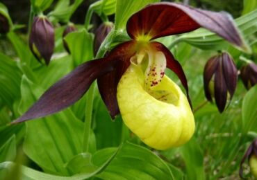 Pantoufle de dame. Paphiopedilum. Grandir et prendre soin à la maison