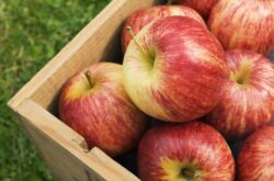 Comment garder les pommes dans un appartement