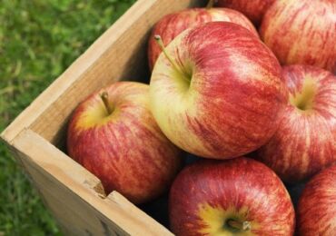 Comment garder les pommes dans un appartement