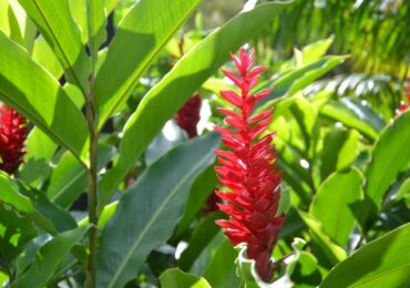 Alpinia - soins à domicile. Culture, transplantation et reproduction d'alpinia. Description, types