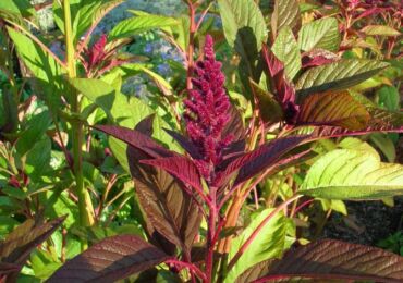 Cultiver des légumes d'amarante