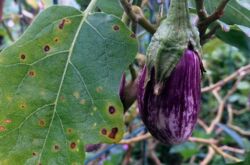 Les problèmes les plus courants avec les semis d'aubergines et leurs solutions