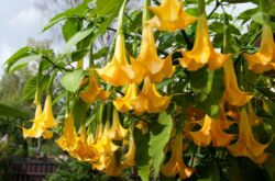 Brugmansia - soins et culture. Plantation et élevage de brugmansia. Description, types, photos