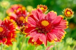 Gaillardia - plantation et entretien en plein champ. Cultiver Gaillardia à partir de graines. Types et variétés de Gaillardia, photo