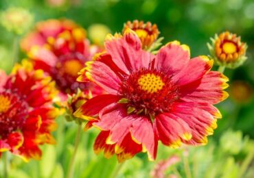 Gaillardia - plantation et entretien en plein champ. Cultiver Gaillardia à partir de graines. Types et variétés de Gaillardia, photo