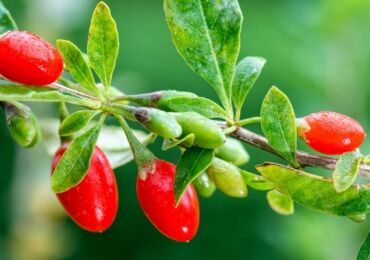 Comment faire pousser du goji (épine-vinette tibétaine) dans le pays