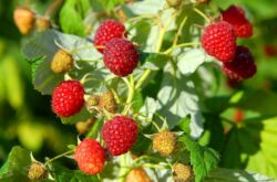 Culture de framboises: plantation, entretien, alimentation