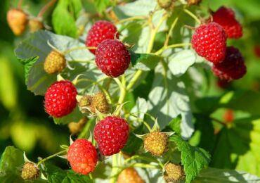 Culture de framboises: plantation, entretien, alimentation