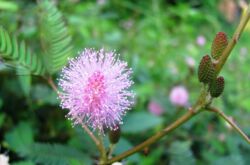 La plante est un petit arbuste à petites fleurs sphériques dont les feuilles ressemblent à celles d'une fougère.