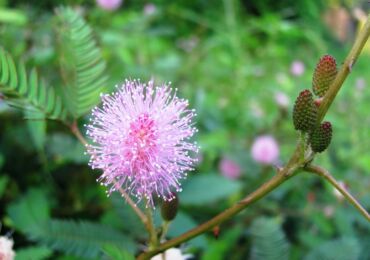 La plante est un petit arbuste à petites fleurs sphériques dont les feuilles ressemblent à celles d'une fougère.