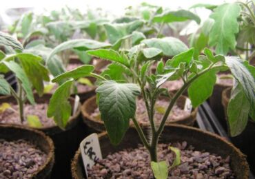 Cultiver des plants de tomates: semer, cueillir, arroser et nourrir, durcir