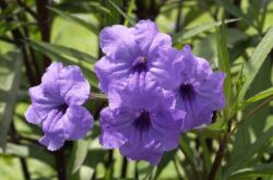 Ruellia - soins à domicile. Culture, transplantation et reproduction de ruelia. Description, types, photos