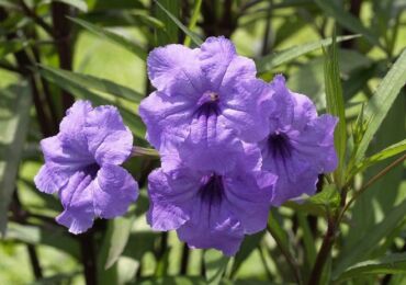 Ruellia - soins à domicile. Culture, transplantation et reproduction de ruelia. Description, types, photos