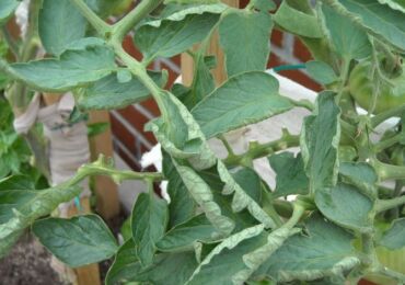 Les feuilles de tomate sont frisées: que faire?