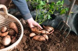 Cultiver des patates douces dans la voie du milieu: germer des tubercules