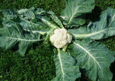 Cultiver du chou-fleur: technologie agricole de base