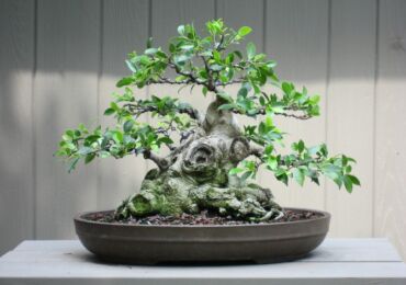 Ficus microcarp - soins à domicile. Culture, repiquage et reproduction du ficus bonsaï