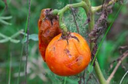 Lutte contre le mildiou des tomates: méthodes et remèdes populaires