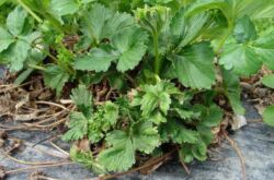 Transformer les fraises au printemps