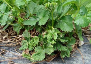 Transformer les fraises au printemps