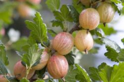 Cultiver des groseilles à maquereau sans produits chimiques: plantation, arrosage, alimentation