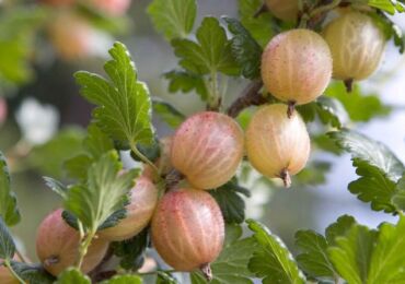 Cultiver des groseilles à maquereau sans produits chimiques: plantation, arrosage, alimentation