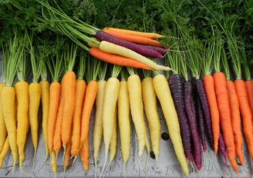 Variétés de carottes