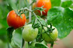 Variétés de tomates déterminantes et indéterminées