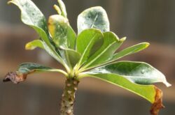 Pourquoi les pointes des feuilles des plantes d'intérieur sèchent-elles?