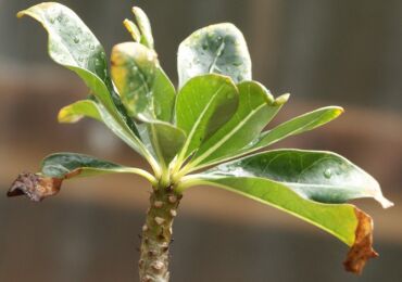 Pourquoi les pointes des feuilles des plantes d'intérieur sèchent-elles?