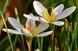 Zephyranthes - soins à domicile. Culture de zéphyranthes, repiquage et reproduction. Description, types, photos