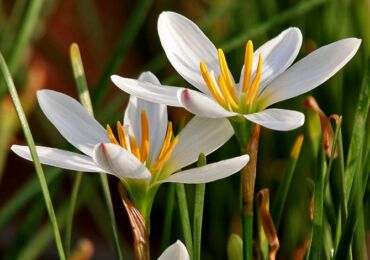 Zephyranthes - soins à domicile. Culture de zéphyranthes, repiquage et reproduction. Description, types, photos