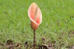 Fleur Amorphophallus