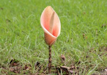 Fleur Amorphophallus