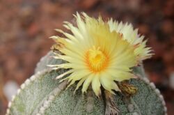 Astrophytum - soins à domicile. Culture de cactus astrophytum, transplantation et reproduction. Description. Une photo