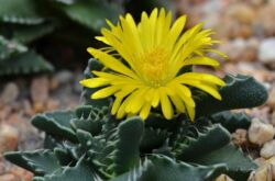 Faucaria - soins à domicile. Culture, transplantation et reproduction de Faucaria. Description, types, photos